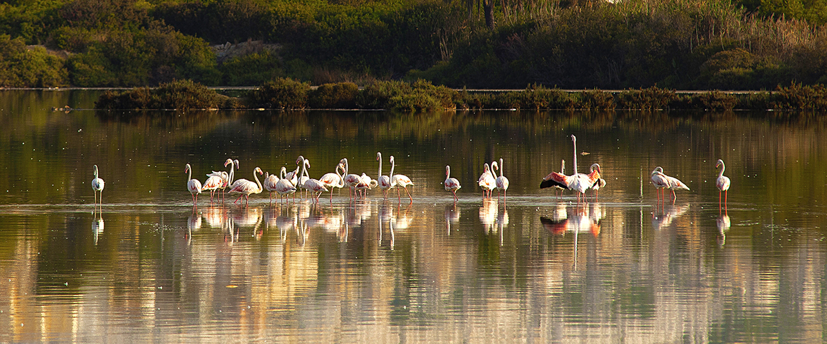 Abahana Villas - Grupo de flamencos en las Salinas de Calpe.