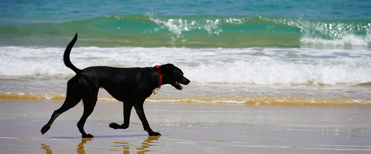 Disfruta con tu mascota en las playas pet-friendly del norte de la Costa Blanca