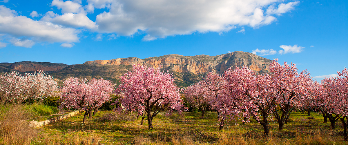 Abahana Villas - Almendros en flor con vistas al Montgó.